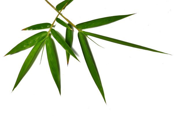 绿色Bambo叶子图片下载