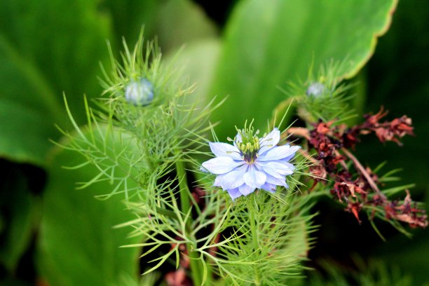 小茴香花或小茴香花完全开放，盛开的蓝色花周围有小的绿色穗状花序和其他植物在当地的城市花园图片下载