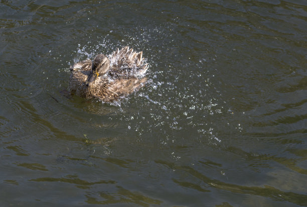 阳光下，野鸭在湖里或河里游泳图片下载
