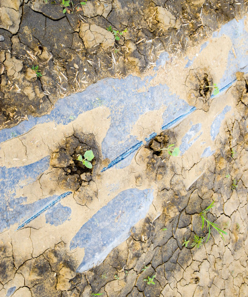 西瓜田和甜瓜田的浇水系统。西瓜和西瓜的笋。播种瓜。图片下载