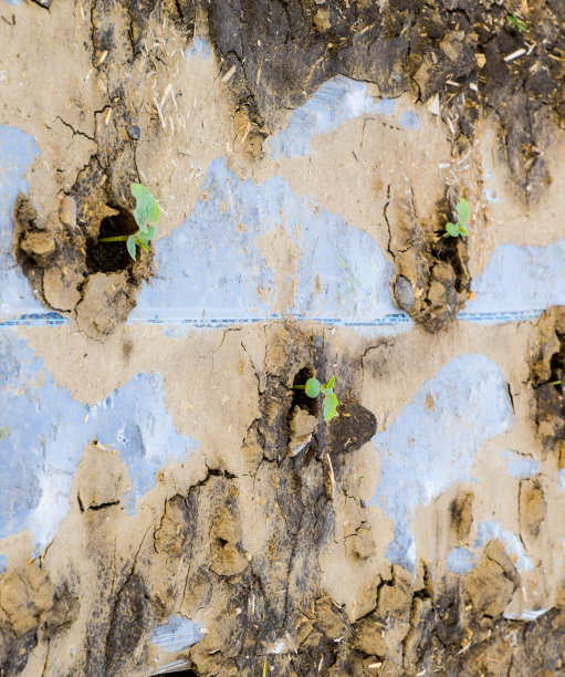 西瓜田和甜瓜田的浇水系统。西瓜和西瓜的笋。播种瓜。图片下载