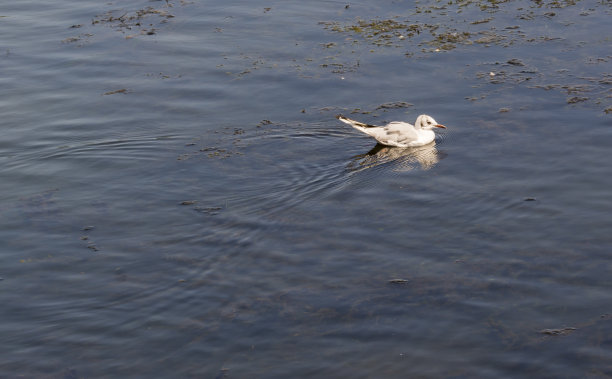 海鸥在阳光下的湖里或河里游泳图片下载
