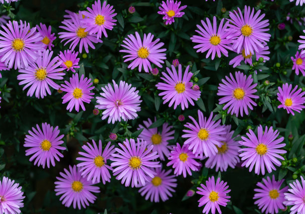 无缝花图案与紫紫苑在绿色的叶子。自然花卉照片背景在粉红色和绿色的颜色图片下载