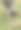 雄性婆罗门梵天或瘤牛图片下载