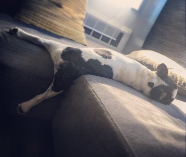 小狗睡觉图片下载