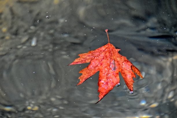 水中的叶子图片下载