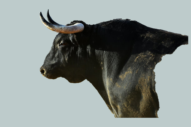 牛的角图片下载