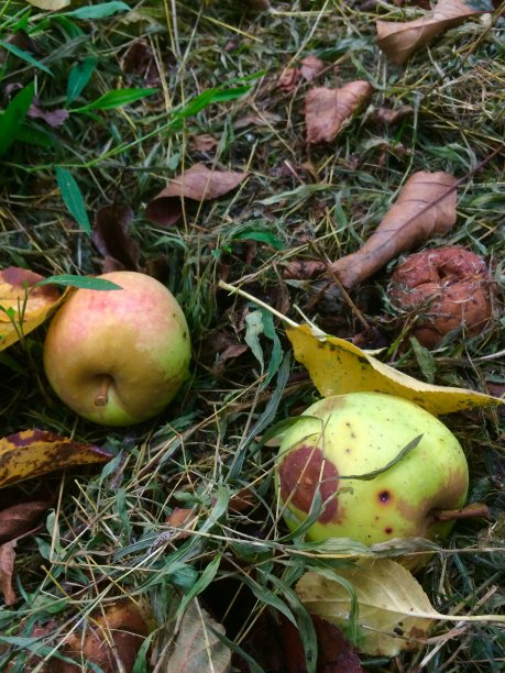 腐烂的苹果图片下载