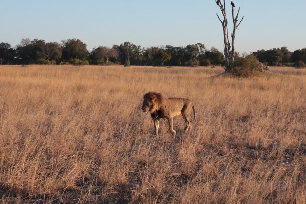非洲博茨瓦纳奥卡万戈三角洲的雄狮图片下载