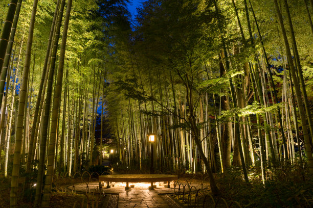 树zenji竹林小道夜景图片下载