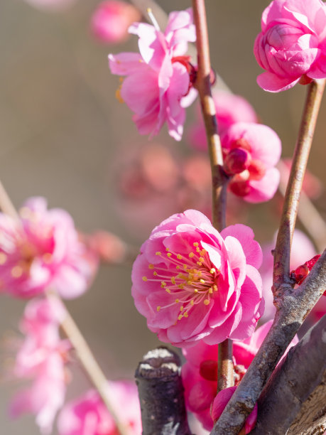 日本杏。李子。图片下载