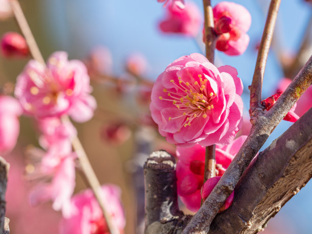 日本杏。李子。图片下载