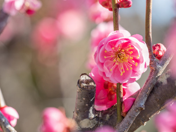 日本杏。李子。图片下载