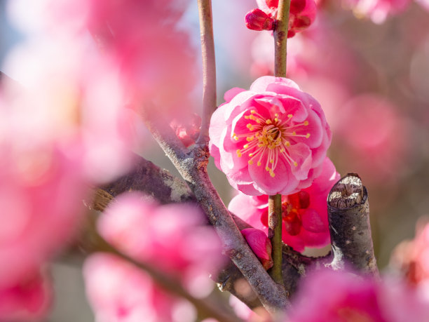 日本杏。李子。图片下载