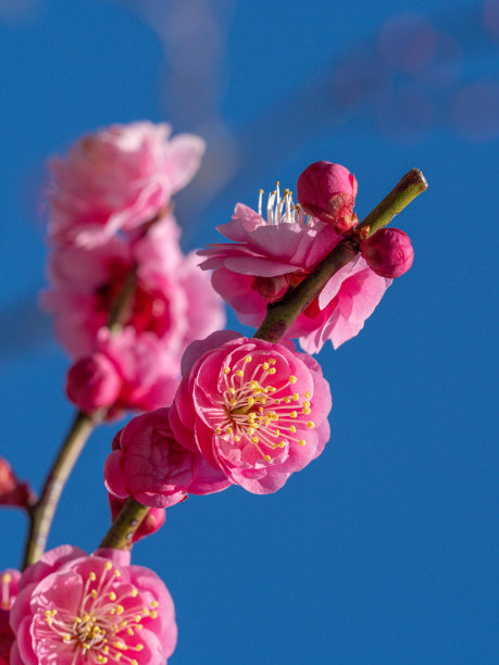 日本杏。李子。图片下载