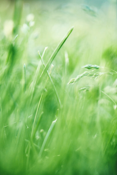 阳光下的一束观赏草素材图片