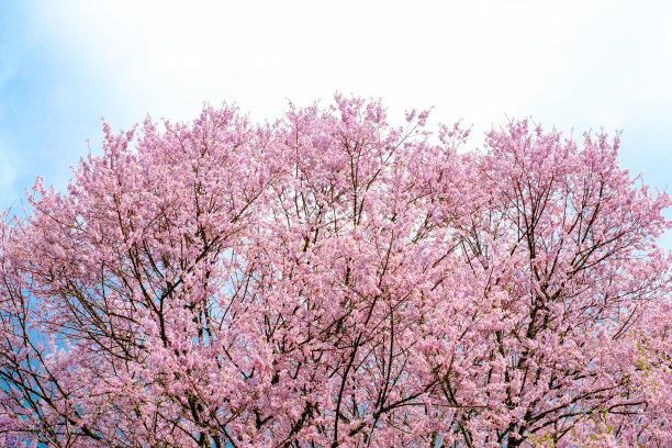 樱花树在阳光明媚的日子里，近距离聚焦到树顶，以蓝色和白色的天空为背景，樱花枝在黑色的paticolored花在粉红色，四月在日本图片下载