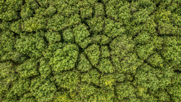 鸟瞰图橡胶树林，橡胶树和橡树叶人工林俯视图。图片下载