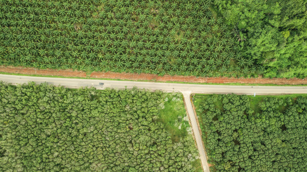 鸟瞰图橡胶树和棕榈树林，橡胶树和棕榈叶种植园俯视图。图片下载