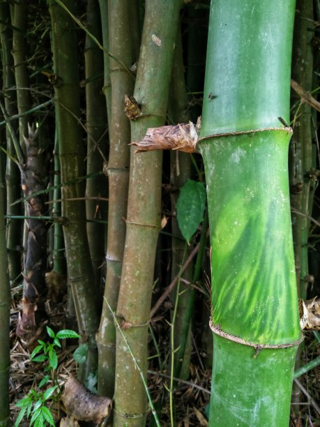 泰国竹林中美丽清新的竹树纹理图片下载