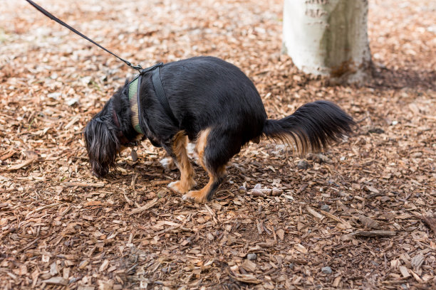 小狗在户外公园排便图片下载