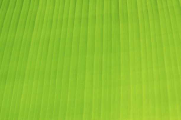 香蕉叶子图片下载