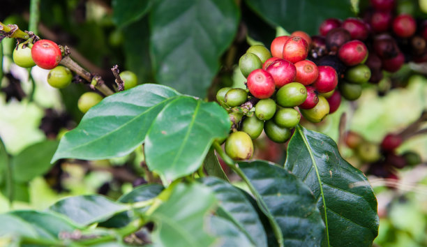 阿拉比卡咖啡豆树在泰国Doi昌咖啡树，咖啡豆单源字类特产。的自然背景,图片下载
