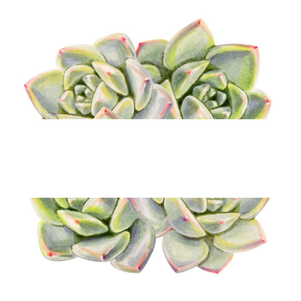 文字框架由五彩多肉构成。装饰植物。印花。标记图。水彩画。图片下载