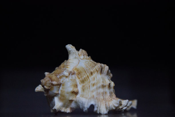 白色背景上的海贝图片下载