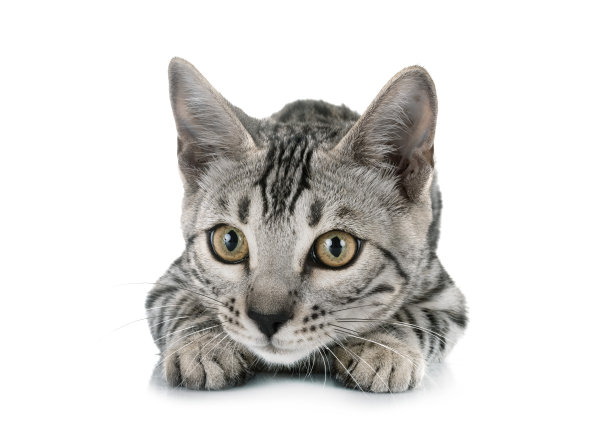 孟加拉猫图片下载