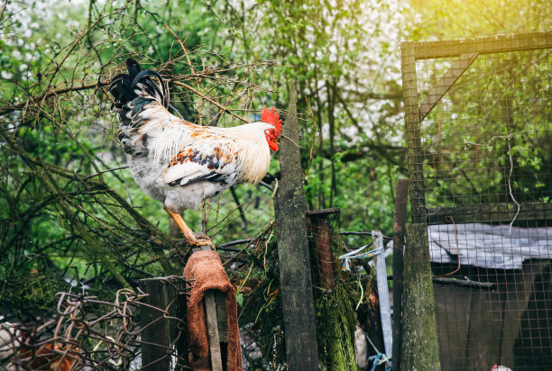 村子里的公鸡。母鸡和小鸡在网后面。农场里的家畜。农村生活的照片。图片下载