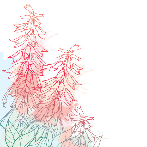 矢量角花束的轮廓一串红或猩红色鼠尾草花束，花蕾和华丽的叶在柔和的粉红色和红色孤立在白色的背景。图片下载