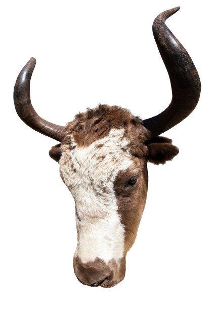 拉丁语中棕白相间的牦牛的头图片下载