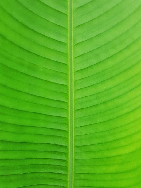 绿色的芭蕉叶在近距离，香蕉叶的质地。图片下载