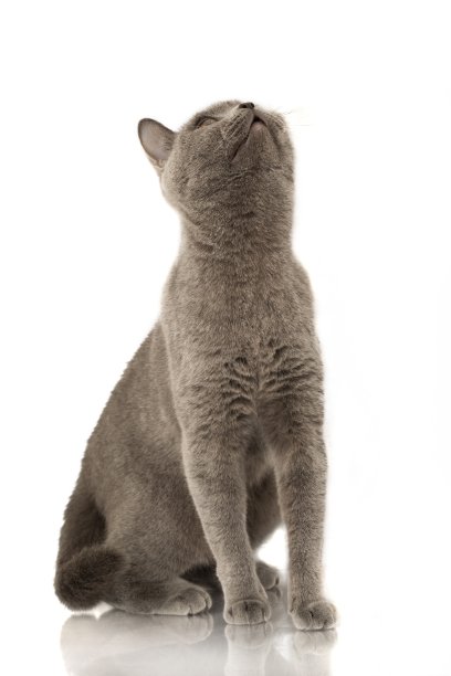 家猫。图片下载