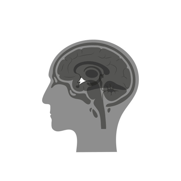 下丘脑矢量图图片下载