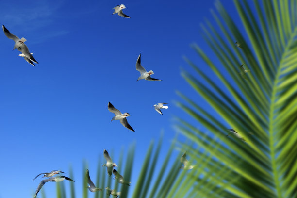蓝天上一群海鸥和棕榈树叶图片下载