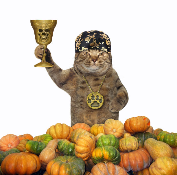 在南瓜旁边戴头巾的猫图片下载
