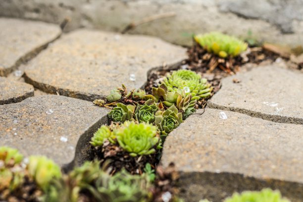一个花园小径的特写，里面种着母鸡和小鸡多肉植物图片下载