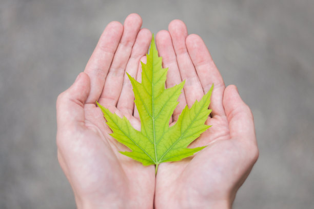 秋叶在女孩的手中。枫叶在手中。拯救我们的地球和自然。坏生态图片下载