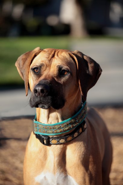 在社区公园拍摄的罗得西亚脊背龙照片。图片下载