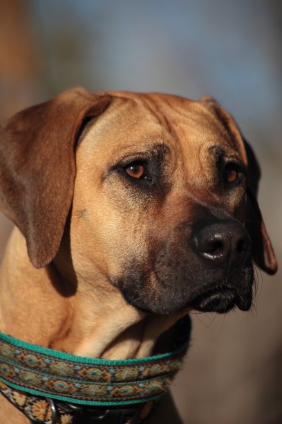 在社区公园拍摄的罗得西亚脊背龙照片。图片下载