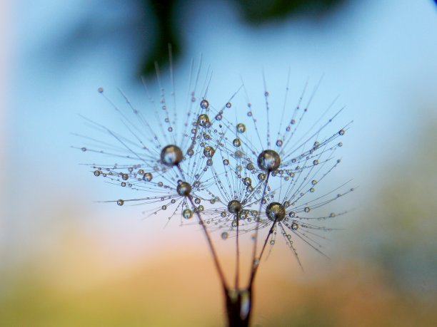 雨滴落在蒲公英种子上图片下载