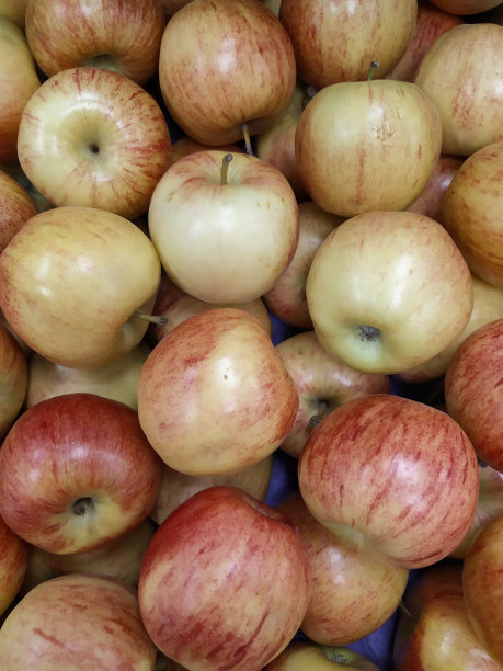 一群带叶子的红苹果图片下载