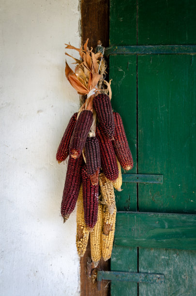 玉米棒图片下载