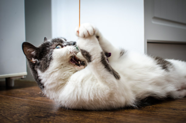 一只正在玩耍的猫图片下载