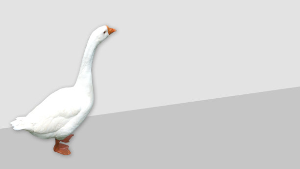 白色孤独鹅摄影用彩色背景和复制空间。图片下载