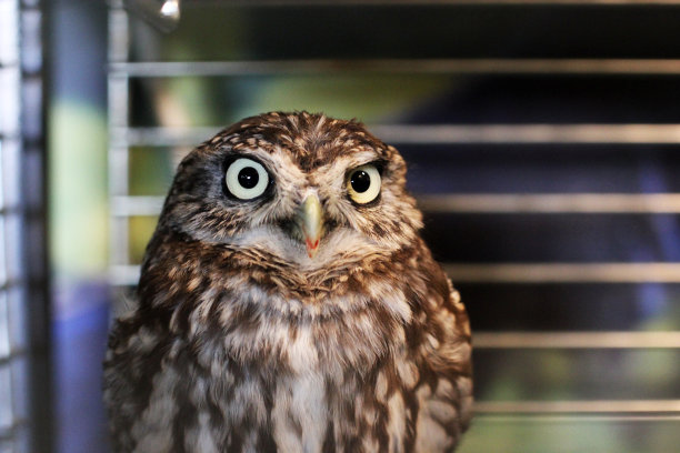 笼子里的猫头鹰。鸟图片下载