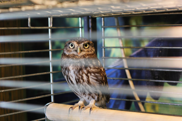 笼子里的猫头鹰。鸟图片下载