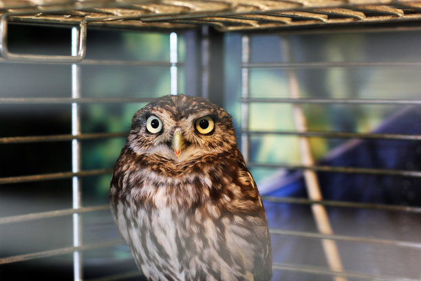 笼子里的猫头鹰。鸟图片下载